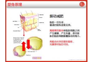 韩尚HS311 震动甩脂机 美体瘦身全身震动按摩瘦身器